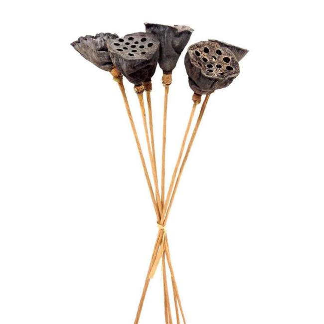 LOTUS Pod Nat Small 12stm