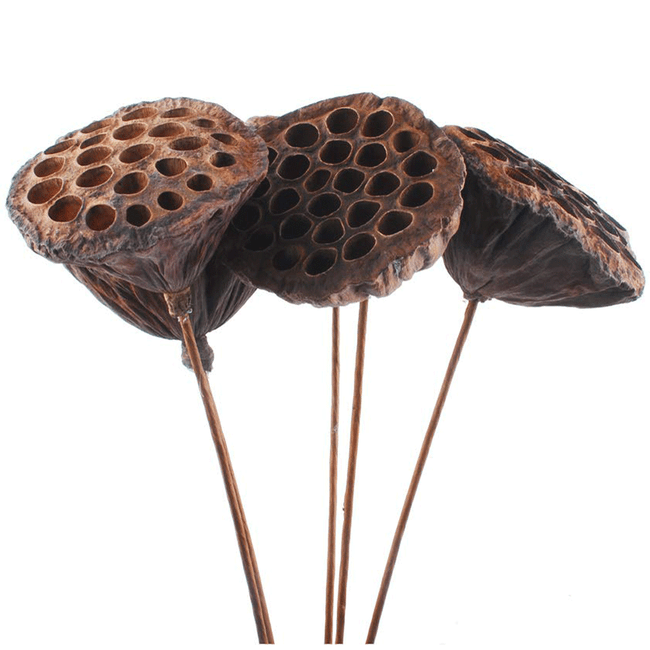 LOTUS Pod Nat large 12stm