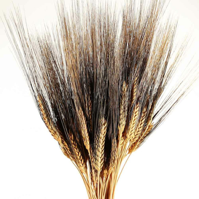 Wheat Black Beard 16oz Leo