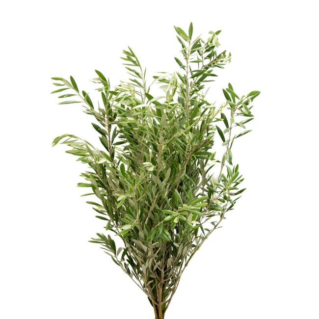 Branch Olive regional