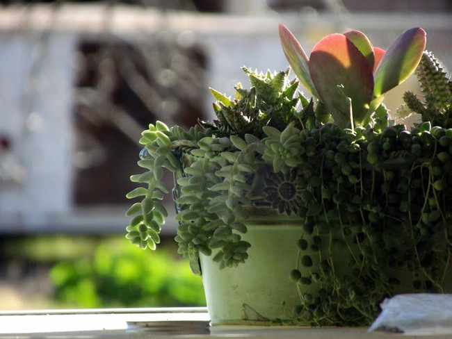 Turn Your Home or Office into an Oasis with Houseplants