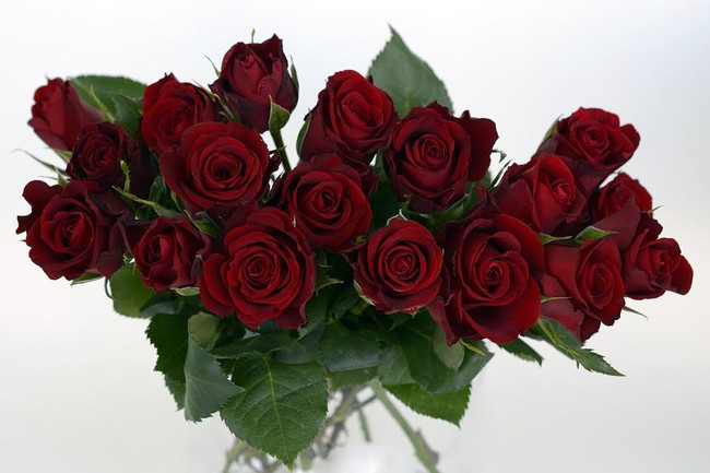 What Color Rose Should You Give Your Loved One This Year?