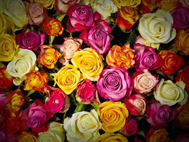 How To Propagate Roses