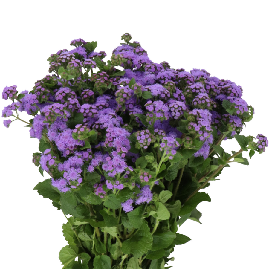 Ageratum Blue 70cm holl