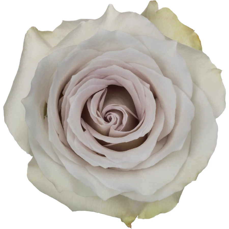 Rose EarlyGrey 50cm rprima