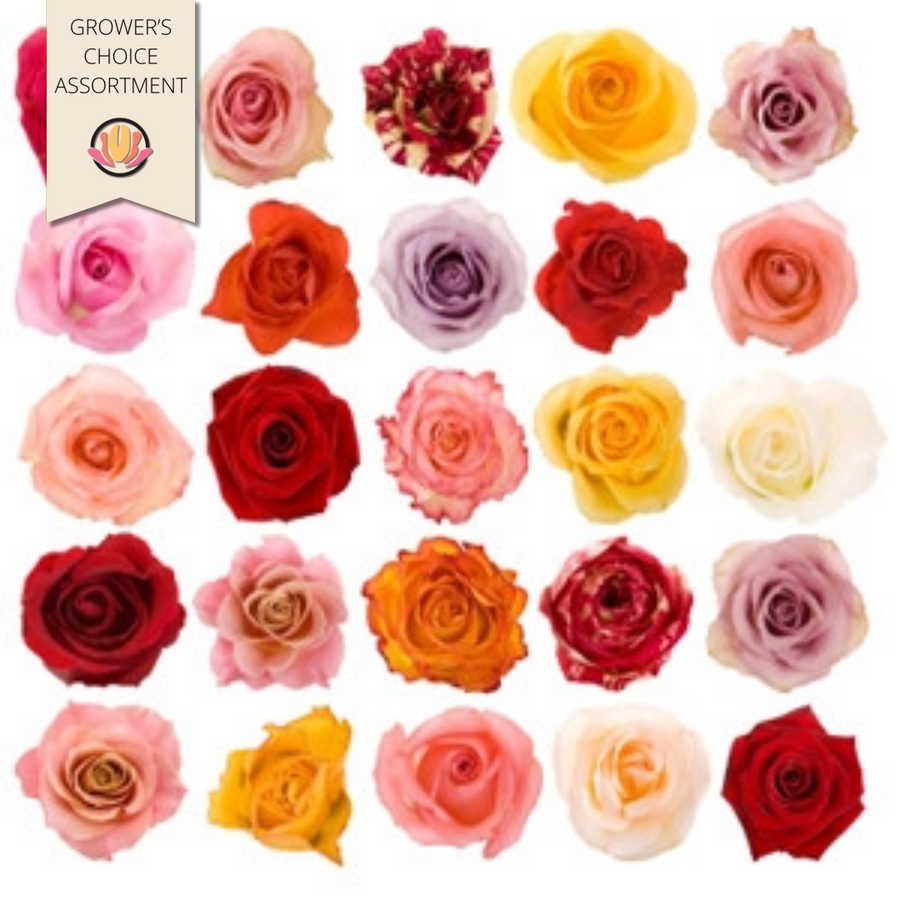 Rose Asst 40cm (100case)rprima