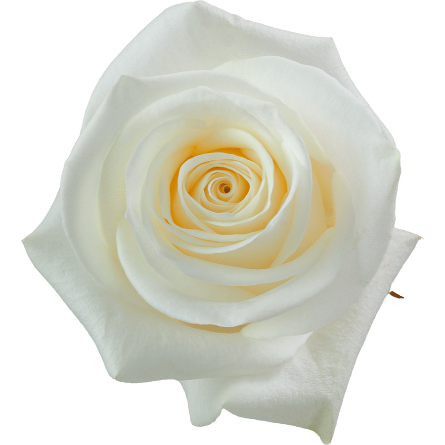 Rose PolarStar(25st) 60cm rprima