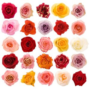 Rose Asst 60cm(100case)rprima.