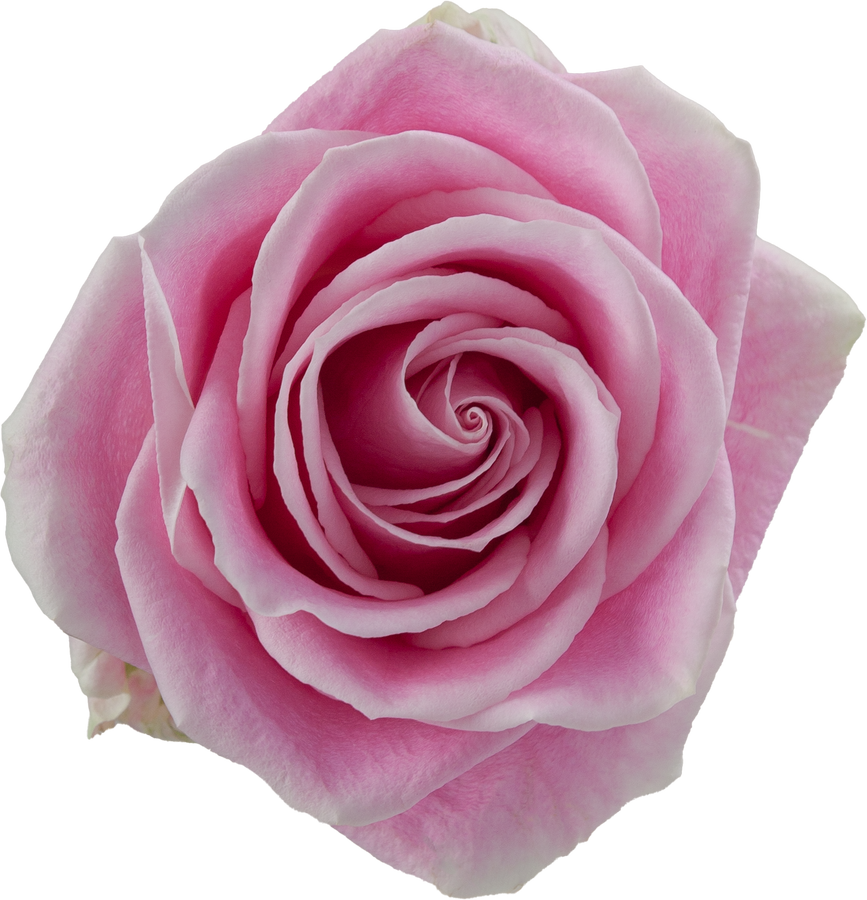 Rose Rosita Vendella 50cm rprima