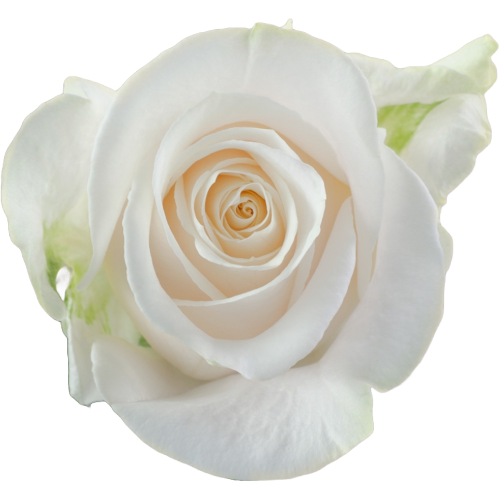 Rose Vendela 50cm rprima