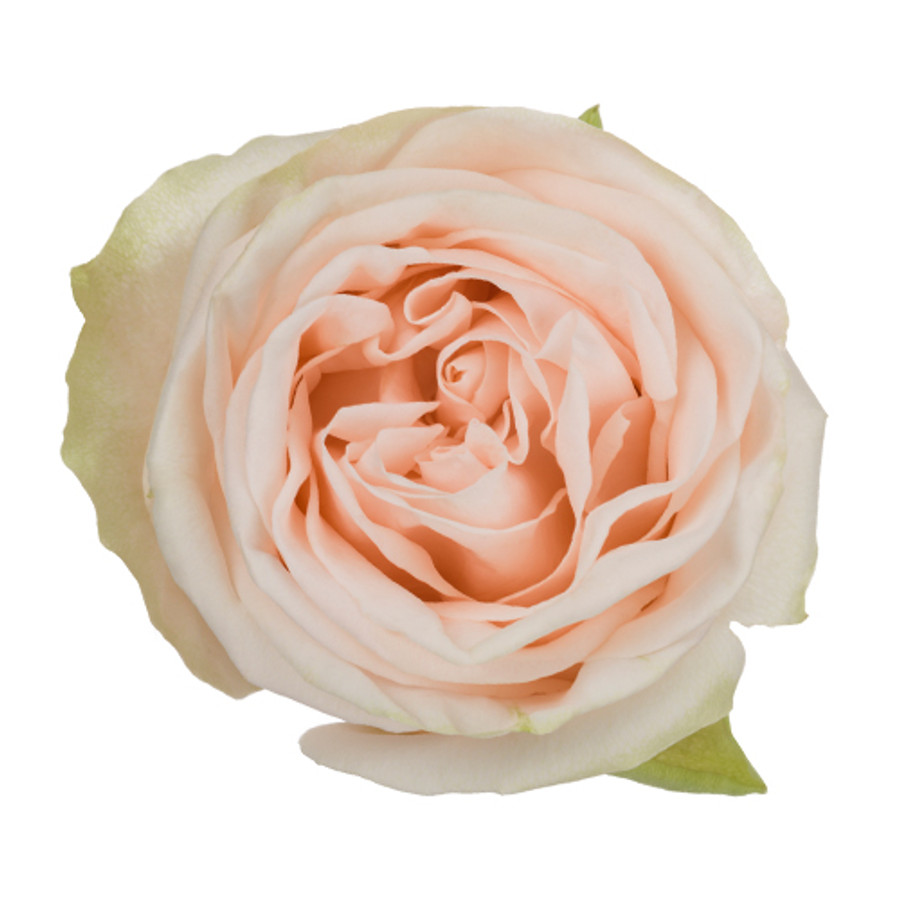 Rose WeddingSpirit(25st)60cm rprima