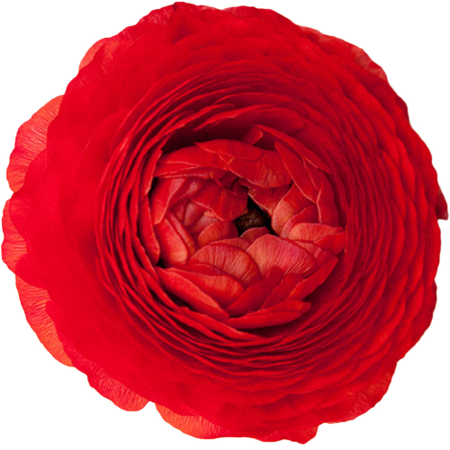 Ranunculus Red rio  sel