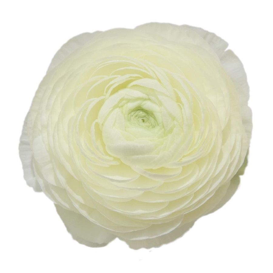 Ranunculus Elegance White holl