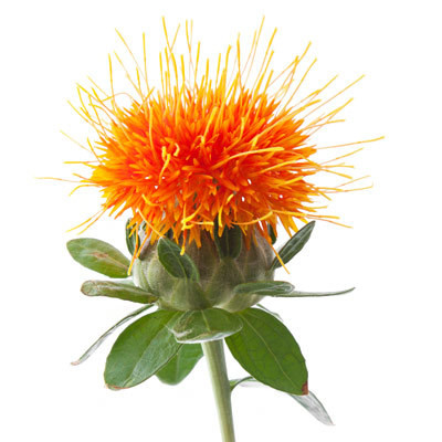 Safflower Orange mellano