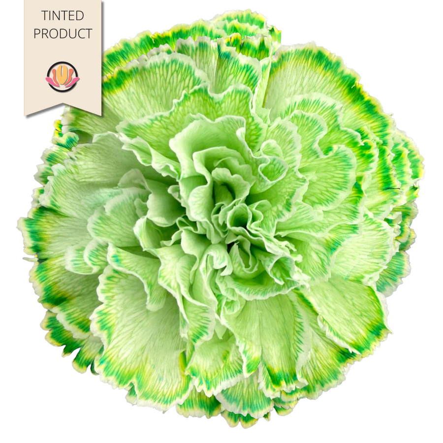 Carnation Select Tinted Green, Benchmark