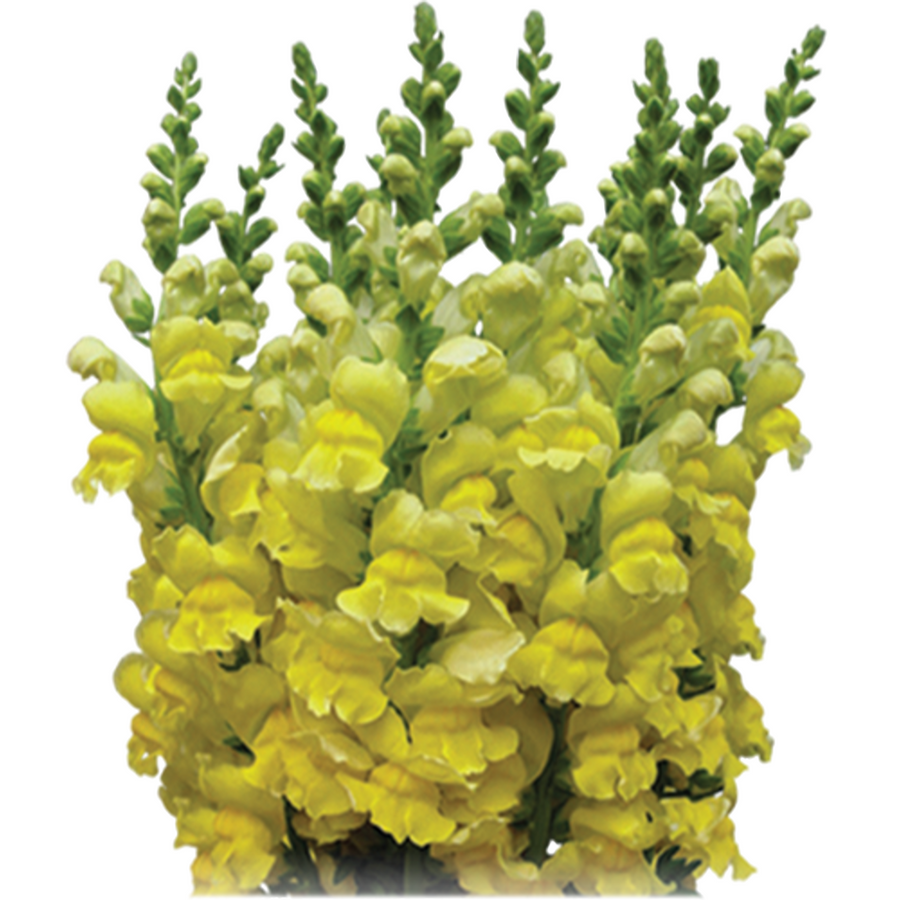 Snapdragon Lg. Yellow can.