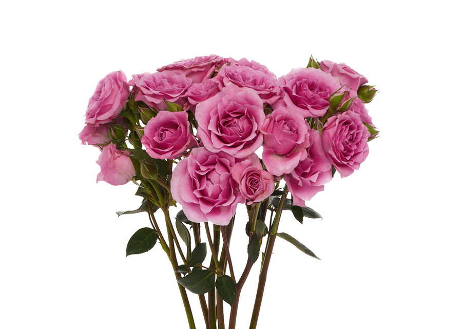 RoseSpray BlueMoon rio