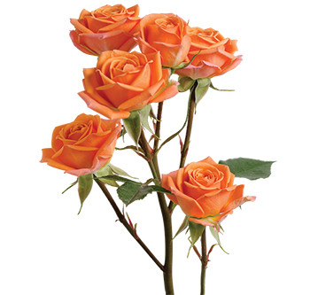 RoseSpray Mambo rfi