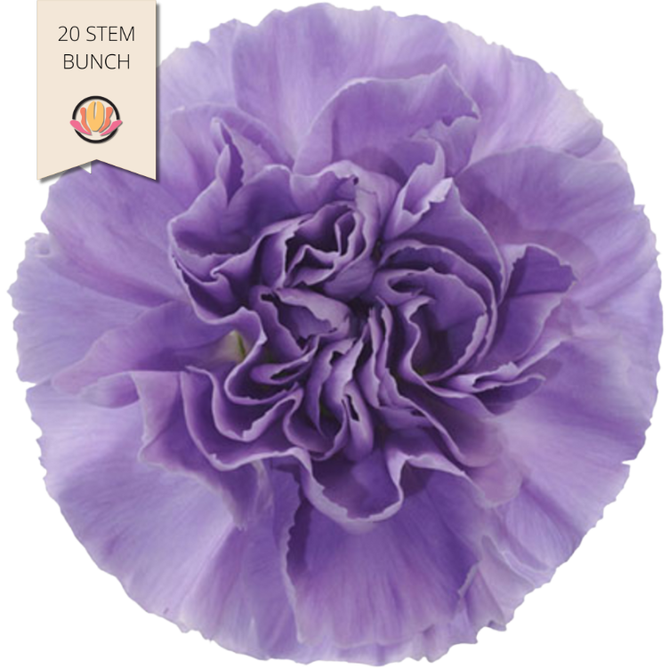 Carn. Moonaqua(20Stm.)gall.