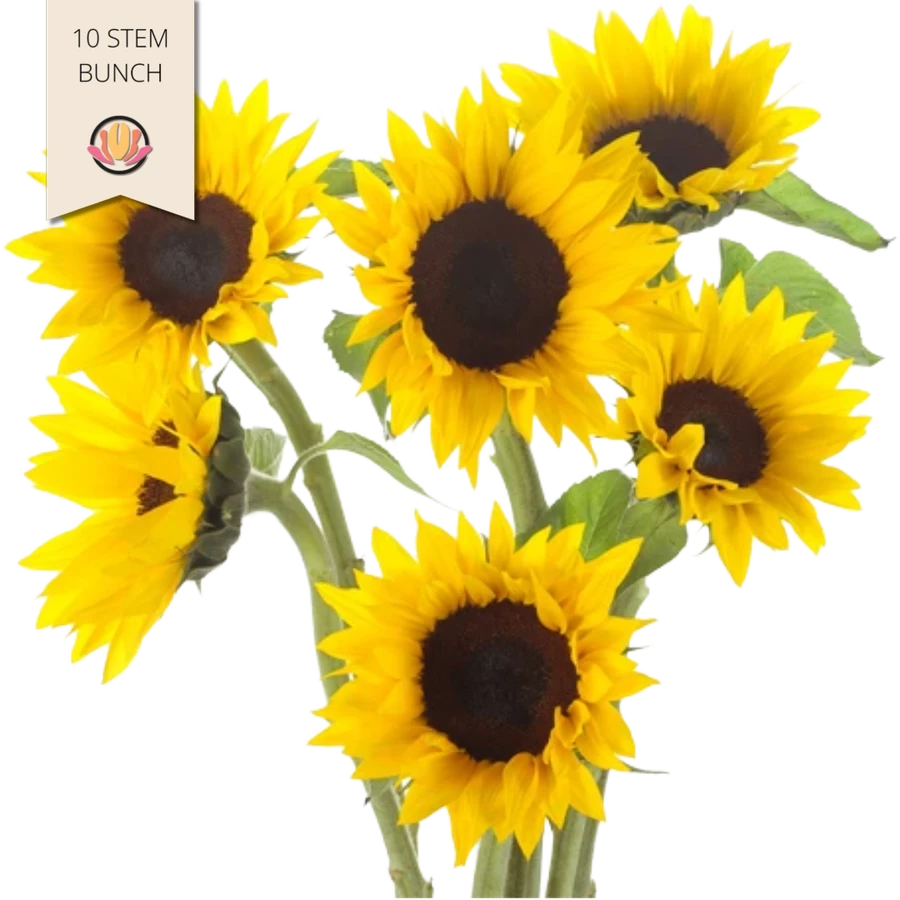 Sunflower Mini MISTY 10st