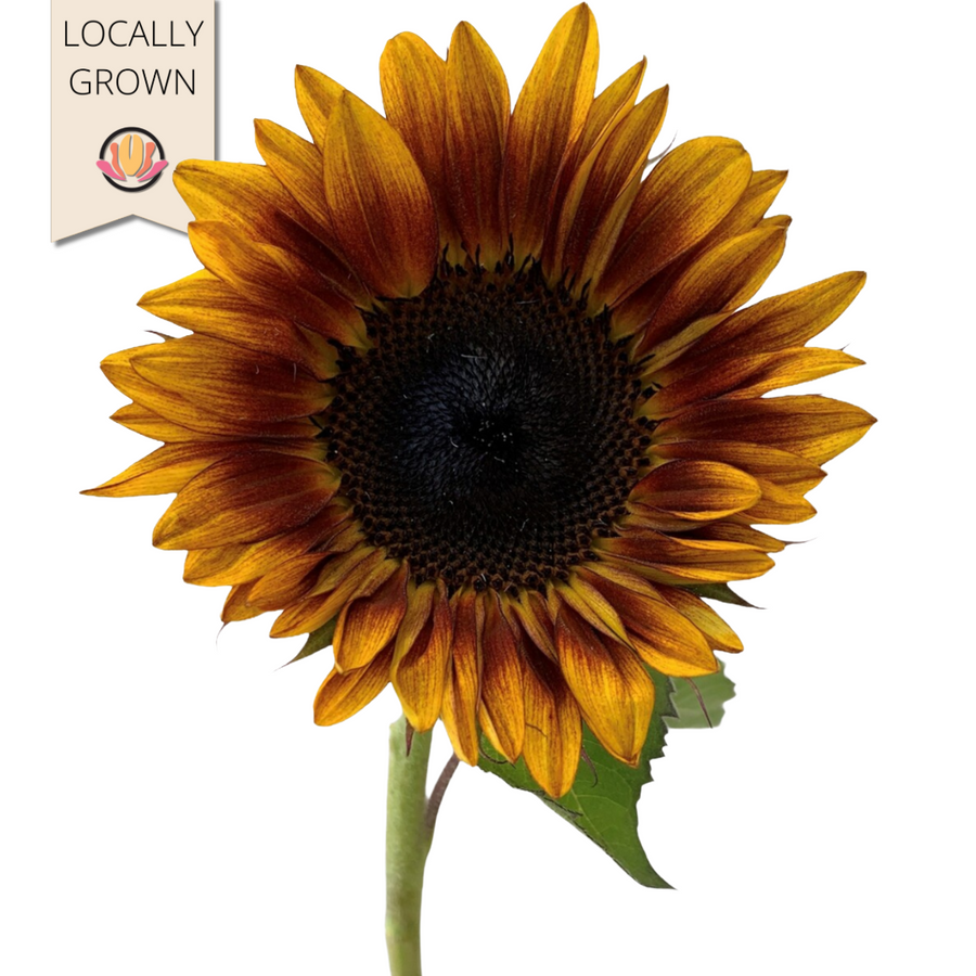 Sunflower Sundown cramer