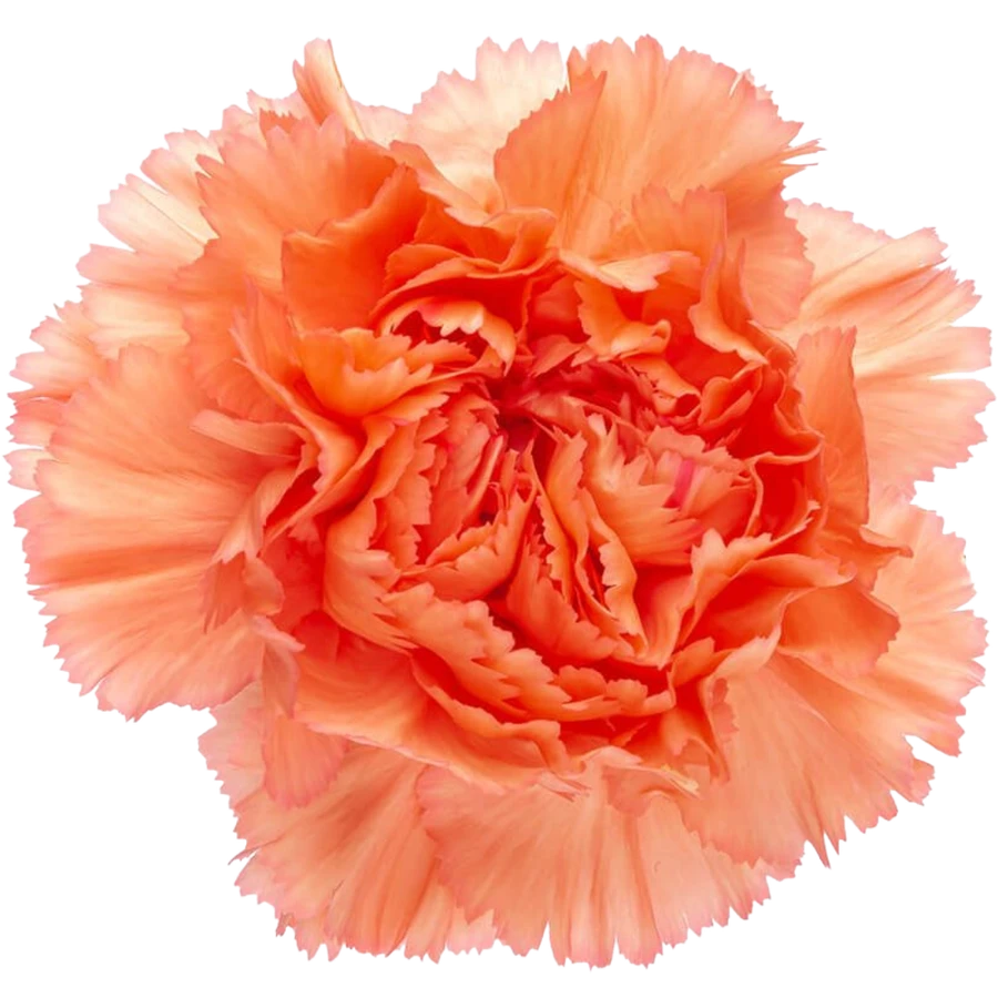 Carn Orange Sel BM