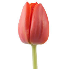 Tulip Adrem holl xtra
