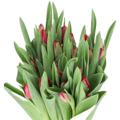 Tulip Il'De'France holl 40gr