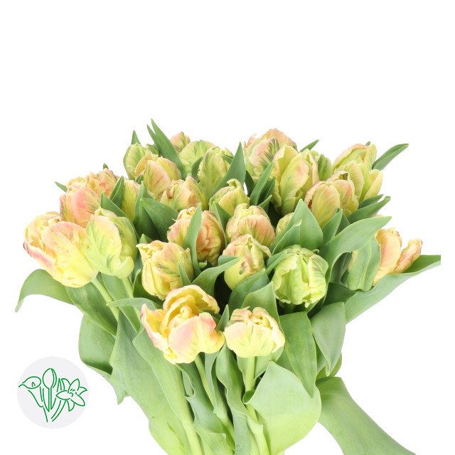 Tulip Libretto Parrot holl xtra