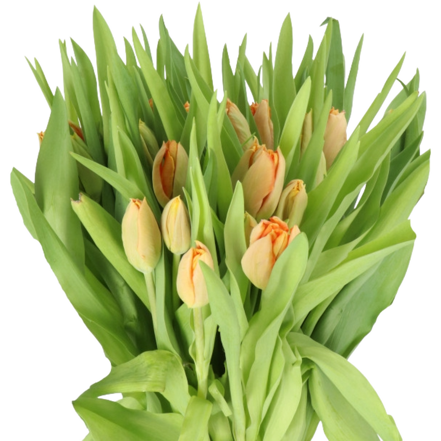 Tulip Parrot Salmon holl xtra