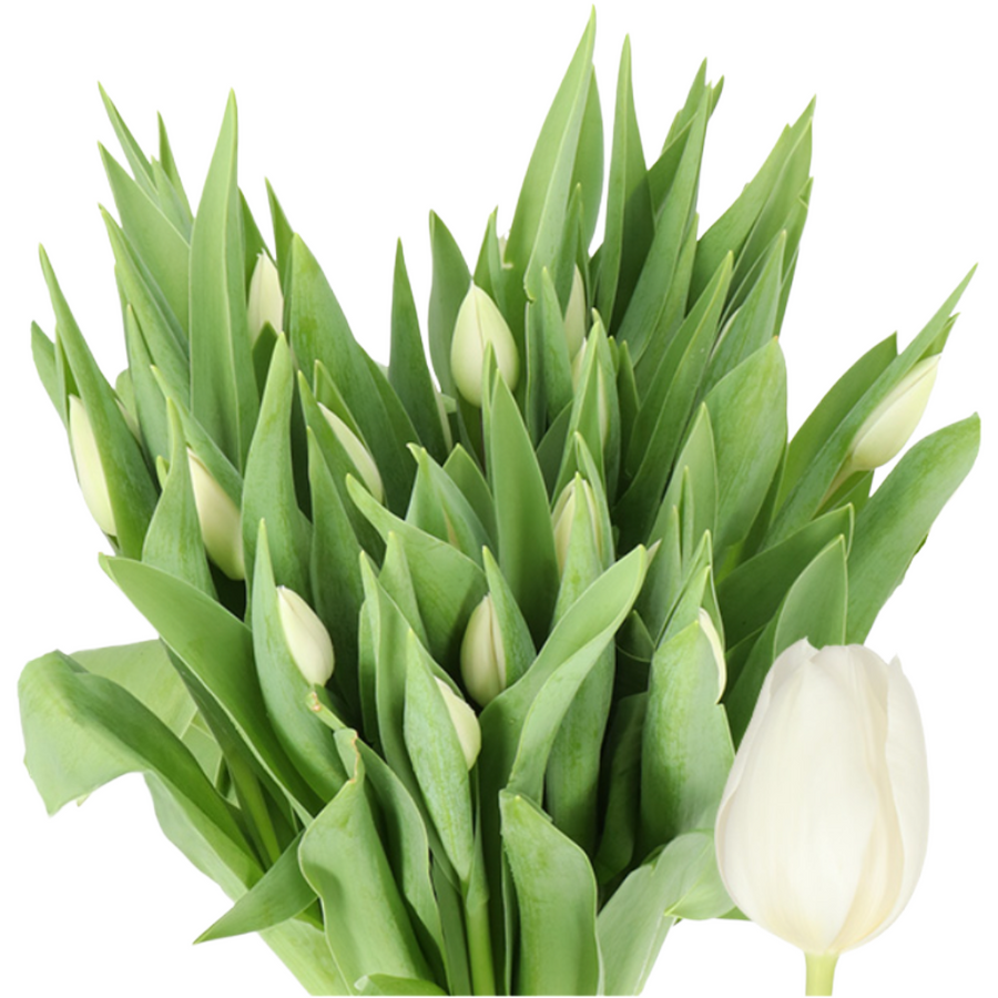Tulip SilverDollar holl