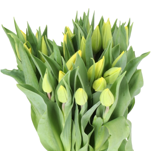 Tulip Strong Gold Xtra holl