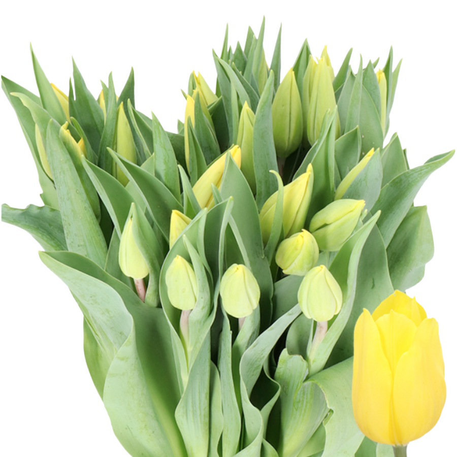 Tulip Strong Gold Xtra holl
