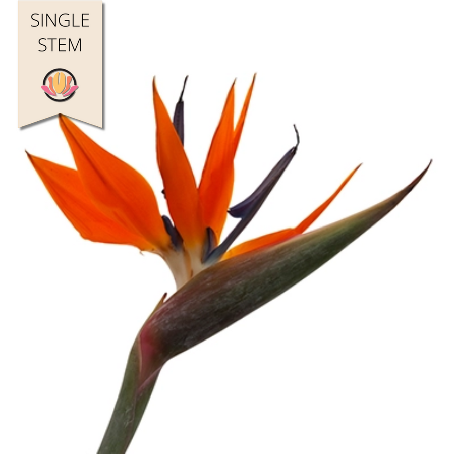 Birds Of Paradise sole (stem)