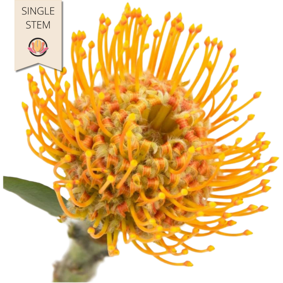 Pins Moonlight holex(STEM)