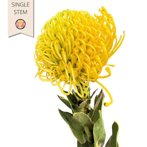 Pins Yellow (stm) holl