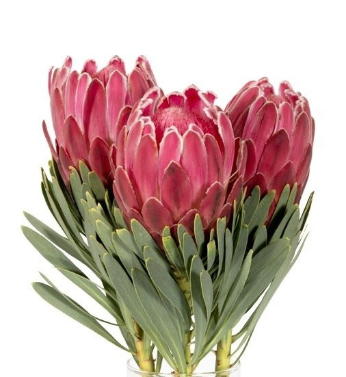 Protea Venus(stm.) tutuli