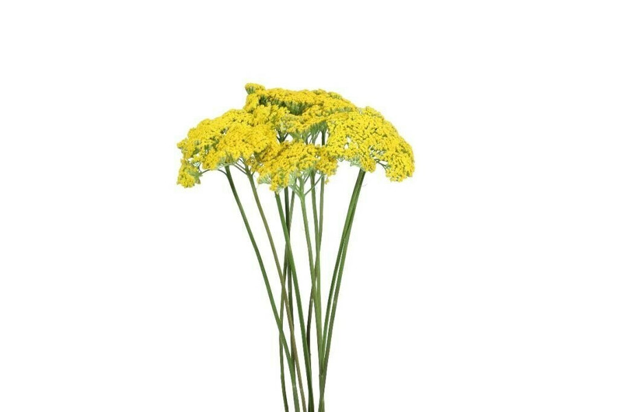 Yarrow esmeralda sel.