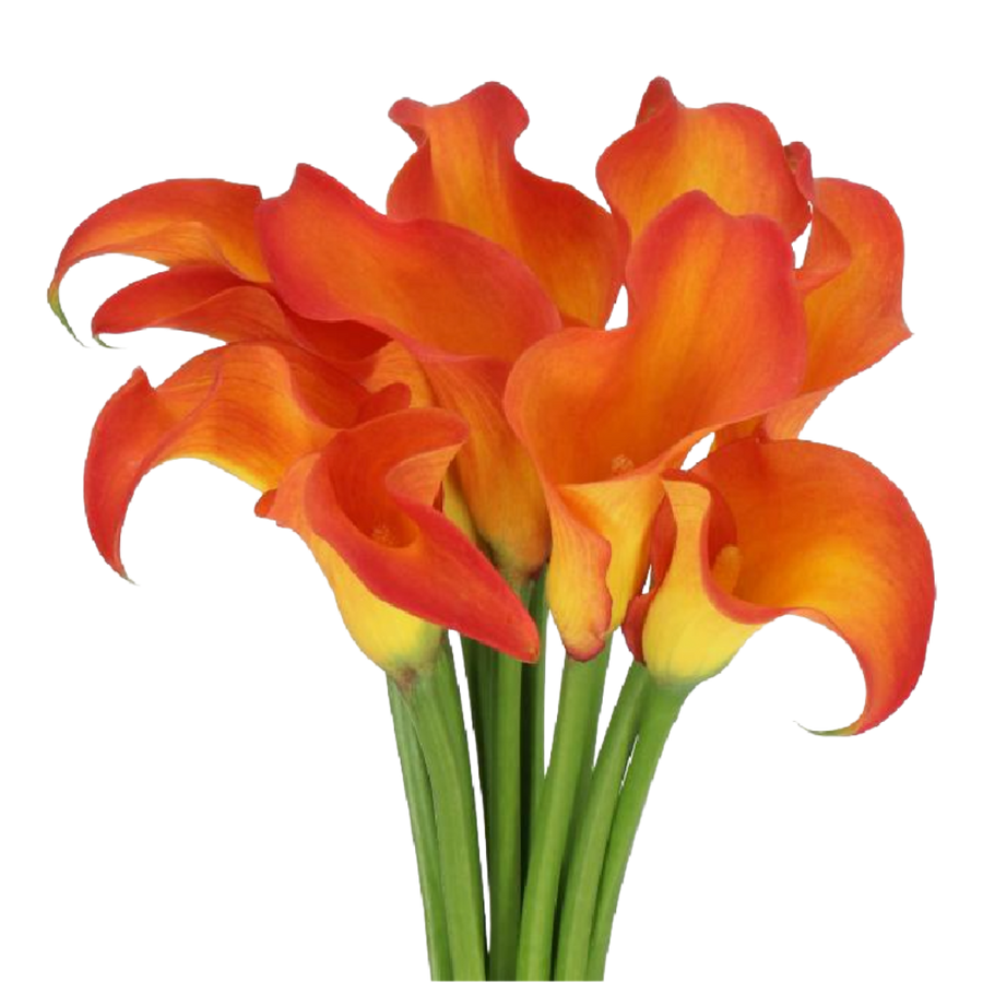 Calla Callista org holl