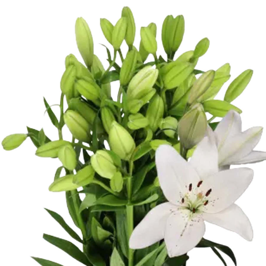 Lily La Eyeliner holex(wh)