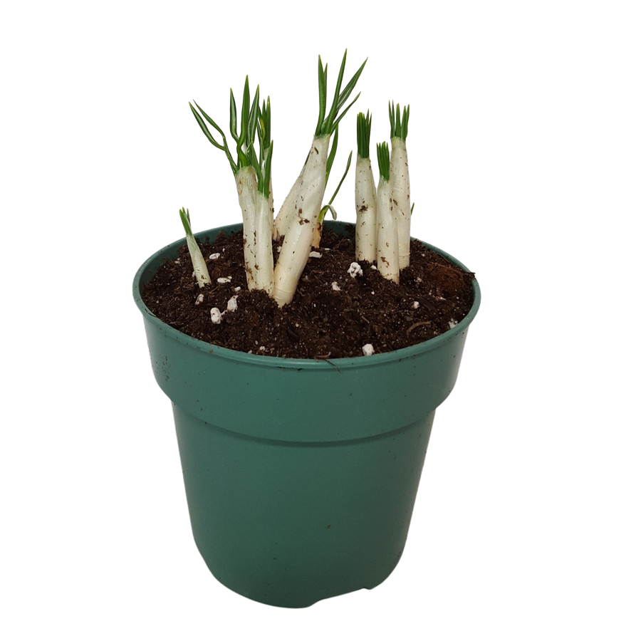 4" BLOOMING CROCUS
