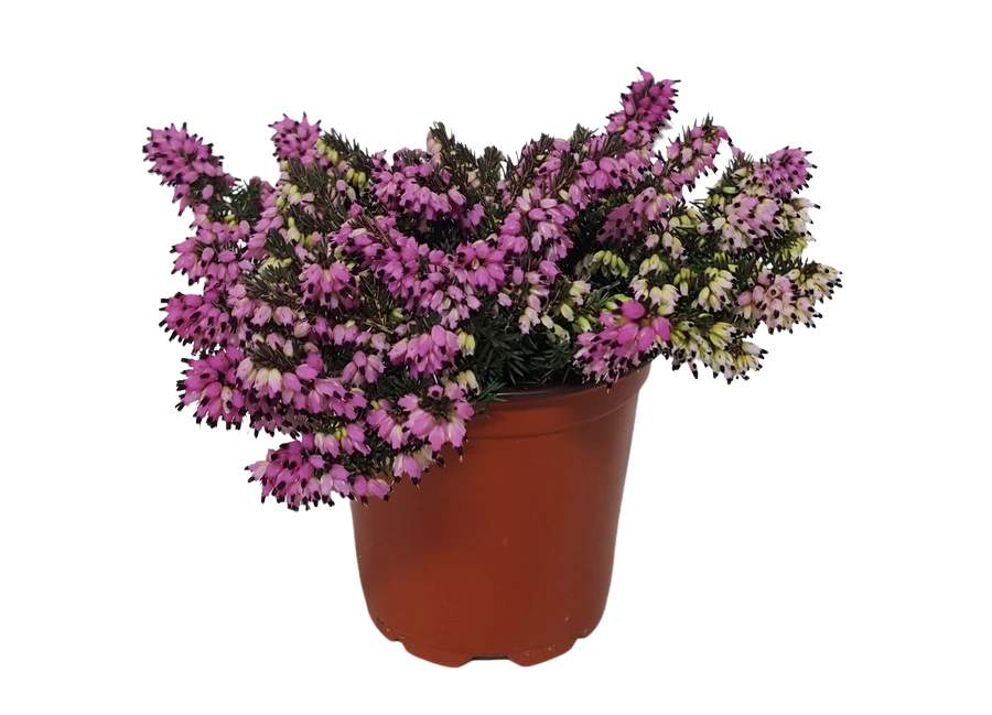 4" BLOOMING HEATHER