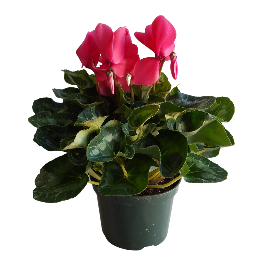 6" BLOOMING CYCLAMEN