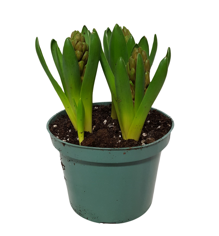 6" BLOOMING HYACINTH