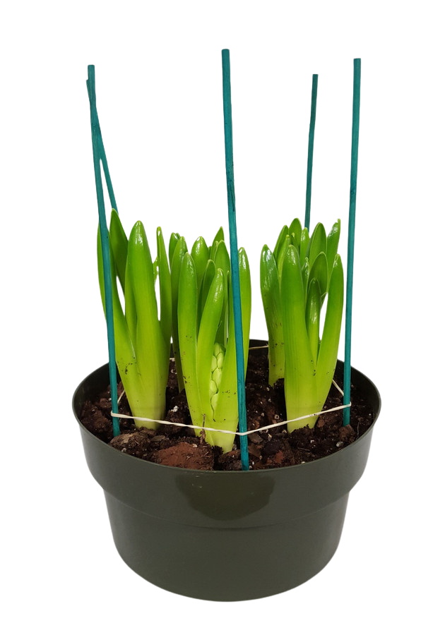 8" BLOOMING HYACINTH