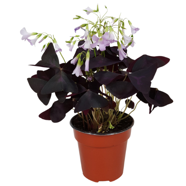 4" POTTED RED OXALIS