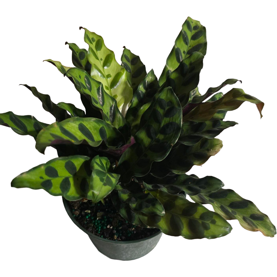6" POTTED CALATHEA