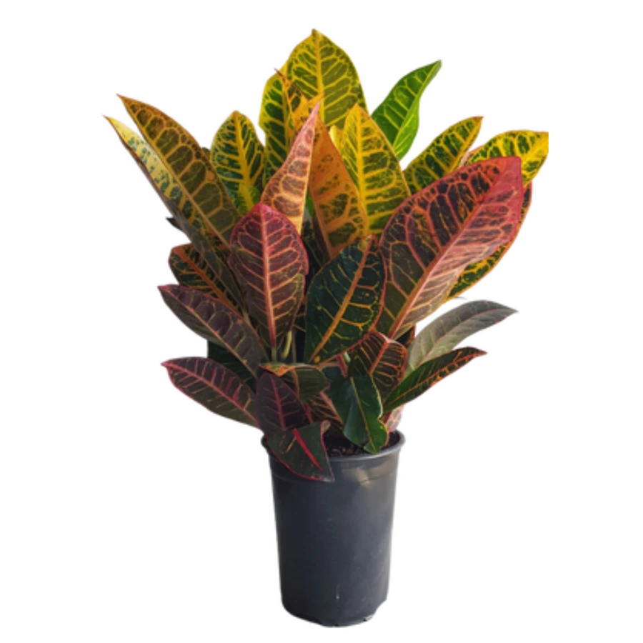 6" POTTED CROTON
