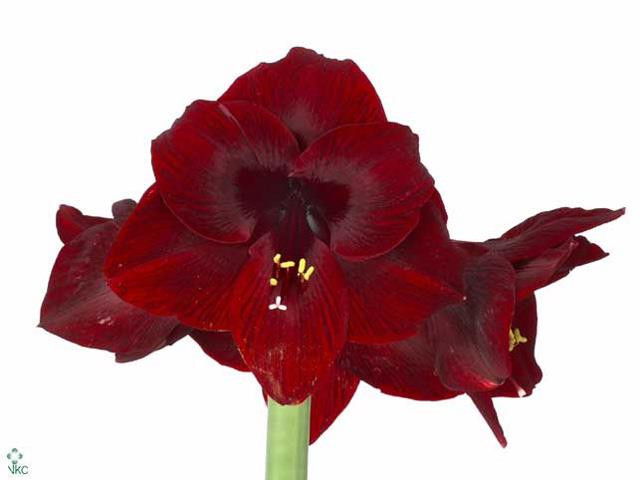 Amaryllis Loyalty holl.(st)