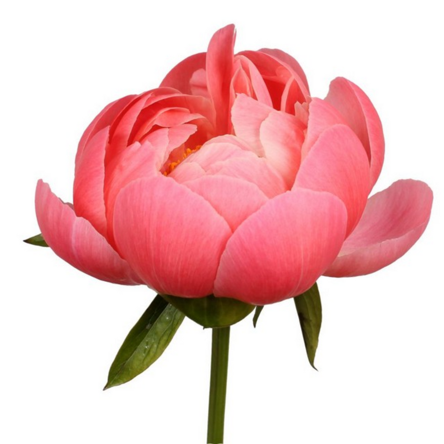 Peonies Coral Charm chile(10st)